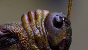 Canon RF 100mm f/2.8L Macro IS USM Lens - Thumbnail