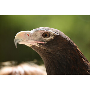 Canon RF 200-800mm f/6.3-9 IS USM Lens - Thumbnail