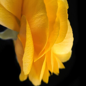 ExoLens with Optics by ZEISS Macro Lens - Thumbnail
