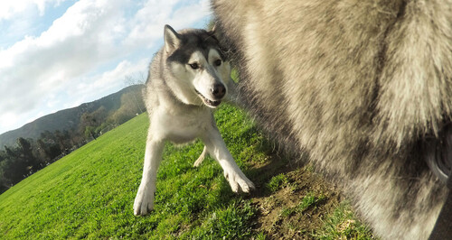 GoPro Fetch (Dog Harness) - Köpek Askısı