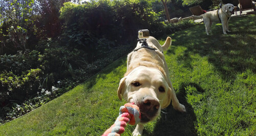 GoPro Fetch (Dog Harness) - Köpek Askısı