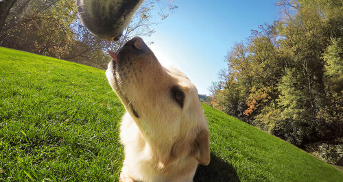 GoPro Fetch (Dog Harness) - Köpek Askısı