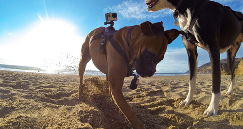GoPro Fetch (Dog Harness) - Köpek Askısı