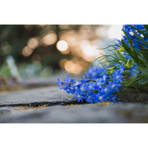 Nikon NIKKOR Z MC 50mm f/2.8 Makro Lens ( 5500 TL Para İadesi ) - Thumbnail