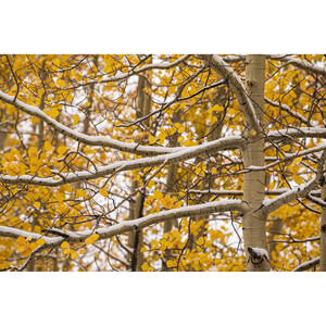 Sigma 70-200mm f/2.8 DG DN OS Spor Lens (Sony E) - Thumbnail