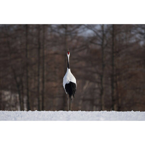 Sony FE 100-400mm f4.5-5.6 GM OSS Lens - Thumbnail