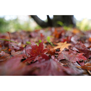 Sony FE 16-25mm f/2.8 G Lens (Sony E) - Thumbnail