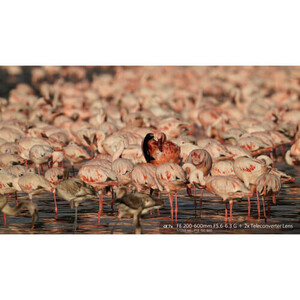 Sony FE 200-600mm f / 5,6-6,3 G OSS Lens - Thumbnail