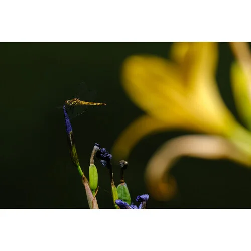 Tamron 150-500mm f/5-6.7 Di III VC VXD Lens (FUJIFILM X) - Thumbnail