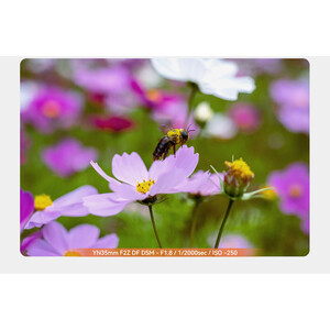 Yongnuo 35mm f/2Z DF DSM Nikon Z Mount Uyumlu Otofokus Prime Lens - Thumbnail