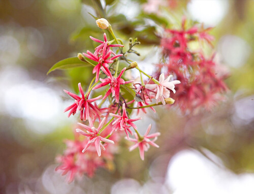 Yongnuo 50mm f/1.8 S DA DSM II APS-C Sony E Mount Uyumlu Otofokus Prime Lens